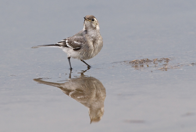 Ondanks het grauwe weer toch nog een aardig spiegeltje.
500mm, f7.1, 1/500 sec, vanaf rijstzak uit de auto