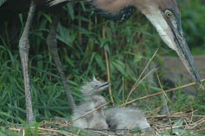 Blauwe Reiger met jongen. Echte moeder liefde.