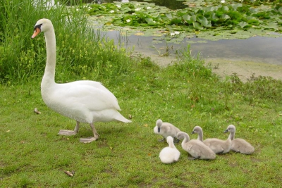 Familie Zwaan