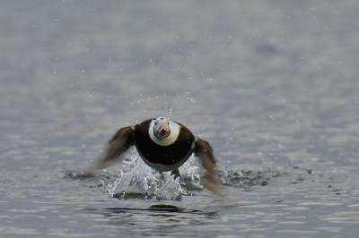 We sluiten de serie over de ijseenden van Myvatn af met dit vliegbeeld.

Nikon D2X, AF-S VR 200-400/4.0