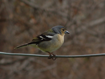 de vink zat vrij relaxed op zo'n 2 meter van ons af, tijdens een rustpauze op een van onze vele lavada-wandelingen op Madeira.