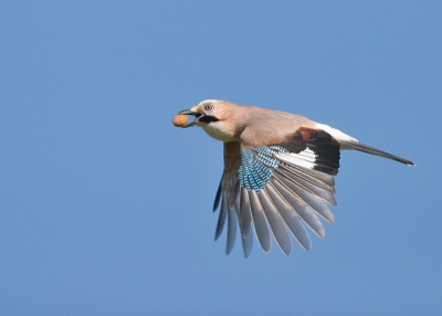 Tijdens de Gaaien-invasie van dit najaar vlogen er ook af en toe Gaaien met eikels in bek en krop langs. Na enkele 10-tallen foto's die het net-niet waren vloog er plotseling eentje dichtbij langs. Met de, eigenlijk voor dit werk te logge, 600mm uit de hand een serie van deze vogel kunnen schieten. 1/2500s f/5.0 iso400, raw, ca 40% gecropt