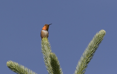 Dit weekend terug gekomen uit Canada, waar ik drie weken met mijn man vakantie heb gevierd. Ondanks dat we niet speciaal voor de vogels naar Canada zijn geweest konden we het af en toe niet laten om toch wat plaatjes te maken. 
Dit beestje is zo klein, als hij vliegt lijkt het net een grote bij.
Ik heb getwijfeld of ik de foto moest kroppen, maar eigenlijk vind ik het totaalplaatje wel wat hebben. Ik ben benieuwd wat jullie er van vinden.