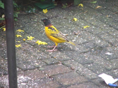 Vrij brutale vogel die zich niet door de merel liet wegjagen. Had waarschijnlijk honger. Dacht eerst dat het een Baltimore troepiaal was, maar is toch niet helemaal hezefde.
Wie weet wat dit voor vogel is??