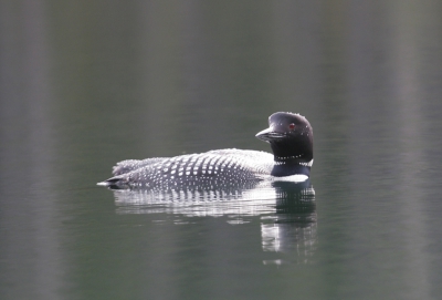 Nog een vogelfoto uit Canada. Wat is het geweldig mooi om zo'n ijsduiker te bewonderen. Op het begin zat hij erg ver weg, maar langzaamaan kwam hij al duikend steeds iets dichter bij de kant. We waren helemaal alleen bij een prachtig lake en hebben een half uur staan genieten van zijn duikavonturen.