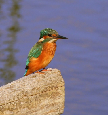 deze heb ik gemaakt in spanje in de plaats flix in een natuurgebied langs de ebre
