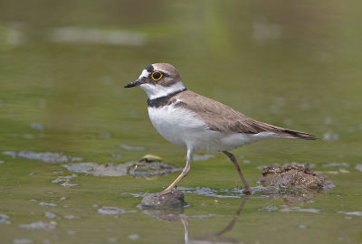 Ik vind deze zelf qua kleur wel mooi, ik ben benieuwd wat jullie ervan vinden.
500mm + 1.4 converter, F7.1, 1/1000 sec, -1/3 stop