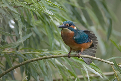 Een mooie serie kunnen maken, deze vind ik wel apart zo met die vleugel achter zijn staart.
500mm + 1.4 converter, F5.6, 1/1000 sec, -1/3 stop