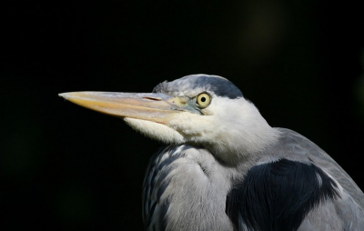 tijdens een wandeling in het park stond deze reiger langs de waterkant