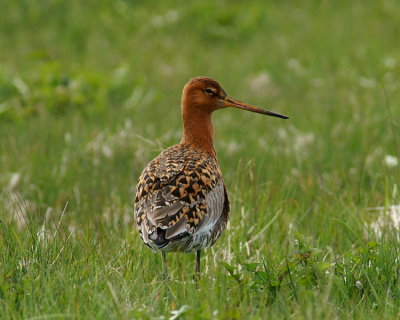 Uit de auto met een zak rijst als steun. Ik weet niet of de kwaliteit van het plaatje goed is voor Birdpix. Graag jullie mening.
Ik heb een 300 mm tele gebruikt.