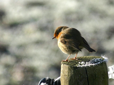 <i class='fa fa-user'></i> Herman | Roodborst  <i class='fa fa-eye'> 1345</i>  <i class='fa fa-thumbs-up'> 23</i>   <i class='fa fa-comment-o'> 11</i>