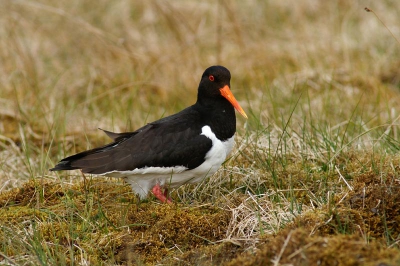 Hier mijn tweede vogelplaatje. Het is een algemeen voorkomende soort. Benader je het diertje niet voorzichtig genoeg vlucht het.
Deze was erg nieuwsgierig en bleef rustig op zijn plaats. 
Ik ben benieuwd wat jullie  ervan vinden!!
Groet Dieter