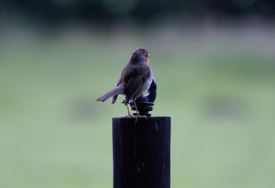 Mijn inzending voor de maandopdracht; Roodborst met weinig licht.
Regenachtige dagen helpen hierbij een handje.
