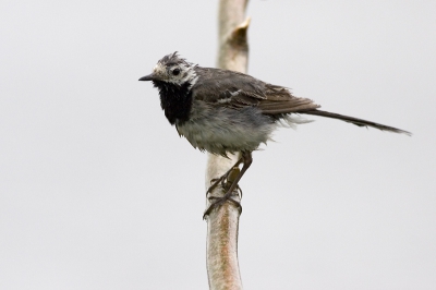 Wat een regen he?  (de lichte achtergrond is water) Canon 20D met EF 400 mm 5.6, 1/800 sec, f 5.6, ISO 400 vanaf pittezak. Iets gecropt.