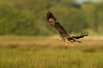 Mijn eerste foto hier op BP!
Ik had hem al snel in het snotje, onrustig zoekend naar prooi. Gelukkig kwam ie na de kill mijn kant op vliegen.
Vanuit de auto, beanbag 300+1,4 5.6 1/400 
Hope u like!