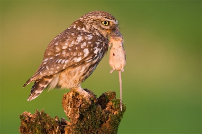 De steenuil heeft twee technieken om een muis aan te pakken. Eerst knijpt hij kijhard met zijn klauwen. Daarna bijt hij de muis aan: dat kan je op dit beeld goed zien. Na de beet pakt de uil de muis in z'n snaval om de proot naar de jongen toe te brengen.