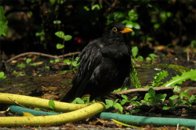 Ik wilde mijn nieuwe draadontspanner constructie uitproberen (op scherpte), en dan is de ultieme tuin..... vogel een dankbaar object!
