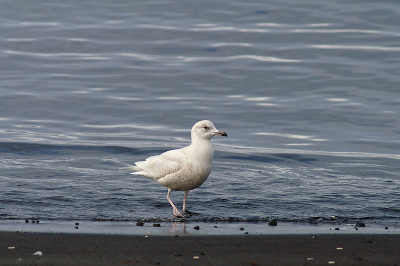 Kleine - en grote burgemeester aan het strand bij de haven van Hsavik. Er waren drie Kleine Burgies.

Minolta 300 APO + 1,4 APO TC.