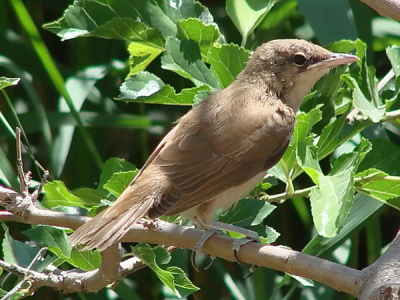 These guys are not so easy to spot. When you are lucky then you can see them for some moments out of the reed.