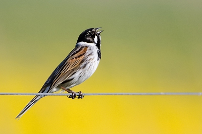 Mijn eerste plaatje op BP. Rietgorsje op een draad. Ik ben met name tevreden met de achtergrond/dof. D80, 300/f4 + 1.4TC.