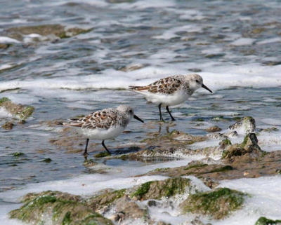 Drieteenstrandlopers op Texel