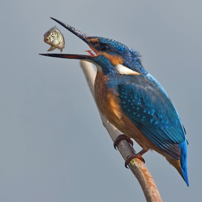 Alcedo atthis / IJsvogel / Common Kingfisher