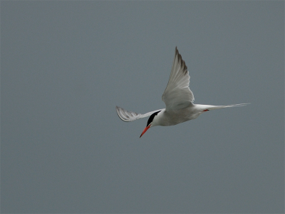 300mm + 1.4x, 1/1600, F/5.6, ISO-200, uit de hand.

Het lijkt af en toe wel of de maandopdracht luidt: fotografeer een vliegend visdiefje..! Ik had hier een mooie donkere wolkenlucht en daar steekt deze wel mooi bij af.