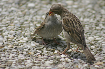 Op een zonovergoten terrasje in de duinen van Wassenaar zaten veel mussen. Het jong wilde graag nog wel gevoerd worden, alhoewel hij/zij ook zelf druk bezig was met zoeken. Ach ja....gevoerd worden is wl zo makkelijk he !