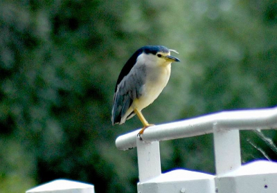 Picture was taken with Sigma Macro, 300mm at ca. 21:00 on the bridge/