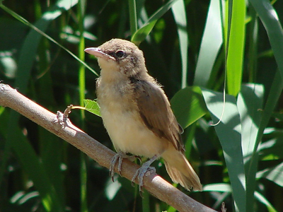 A fledgeling tries the world!