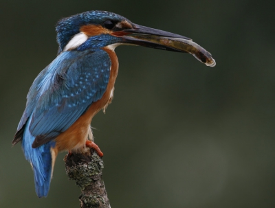 Niets nieuws hier op BirdPix, toch wou ik heb even delen met jullie:
Mijn eerste IJsvogel, ben er blij mee! :)