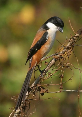 op  birdpix kwamen er vele klapeksters en klauwieren, daarom ook dit exotische bonte exemplaar
canon 300d, sigma 50-500

Klopt de nederlandse naam?