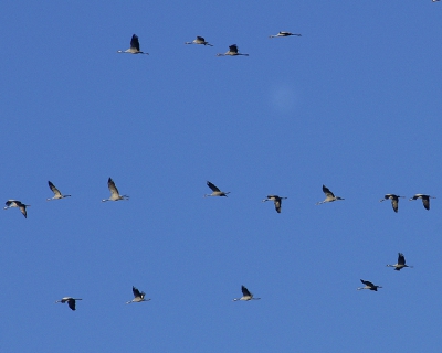 Is al weer even geleden, de kraanvogel invasie. Was er getuigen van. Boven mijn woning vlogen er honderden over op 29 november 2006. Prachtig gezicht en geluid.
Foto is niet bijzonder maar geeft een goed overzicht van de gebeurtenis.