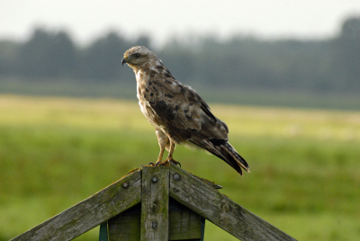 Kunt u aangeven, hoe ik het verschil tussen een Buizerd en een Bruine Kiekendief kan zien? Ik zat te twijfelen welke het nu is, maar gok op een Buizerd. Op de locatie komen wel Bruine Kiekendieven voor, zodoende de twijfel. Alvast bedankt voor jullie inbreng en geduld (ook met semi-beginners)
