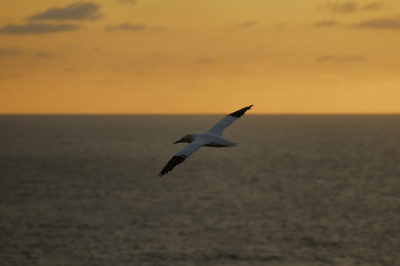 Ook maar eens met gezin een lang weekend vertoefd op Helgoland, met al zijn fotografische facetten. Normaal gesproken zou ik de vogel niet centraal in het beeld houden. Hier met opzet zo gekozen aangezien de vleugels als het ware de diagonaal van het beeld accentueren. Ben benieuwd of jullie mijn mening delen.

Nikon D200, AF-S VR 70-200/2.8