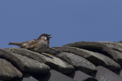 Een huismus op het dak van een boerderijtje in de buurt. Ik heb hier een hele serie van geschoten vanuit mijn schuiltentje in de tuin voor de boerderij. 

20d 100-400 + 1.4 ext @ 560 mm F16