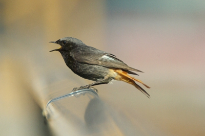 2e foto van een koppeltje dat in de tuin kwam fourageren, alleen de 1e foto was te klein, dus hier een groter bestand.
(Pentax K10D, Sigma 170-500 op 500 mm, F6,7, 1/2000)