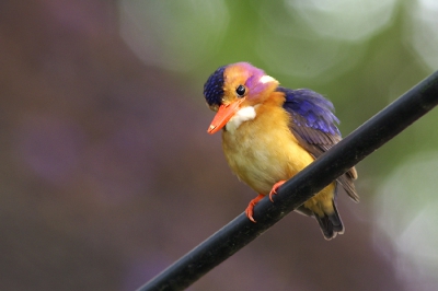 Eindelijk dichterbij dit mooie, maar kleine 'ijsvogeltje'.
1/13, F5,
ISO 200