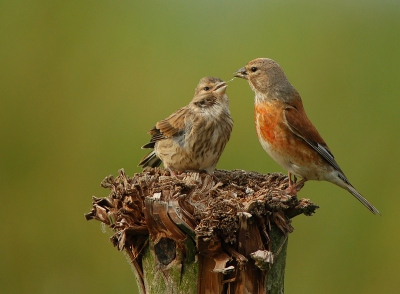 Voedersessie bij de kneutjes. Wat verder was een juveniel slechtvalk in het veld neergestreken en was het  even akelig stil, maar gelukkig hernam deze man de voederbeurt.  Nadien pas bemerkt dat dit mannetje met een misvormd pootje rondvliegt.