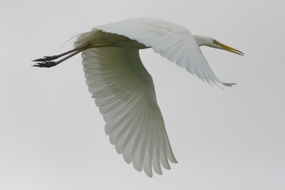 Doordat het riet rond het plasje waar deze reiger stond zo enorm hoog was, en daardoor onmogelijk te fotograferen, liep ik teleurgesteld naar mijn fiets toen hij plotseling op de wieken ging. Daardoor wat verkeerde camera instellingen. Ook jammer van het sombere weer waardoor weinig kleur. Canon 20D met 400mm/5.6 ISO 400, f 5.6, 1/8000 sec. vanaf schouderstatief, kleine crop