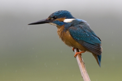 Deze foto had ik al even liggen maar vind hem toch wel aardig juist door de regen. Canon 20D met 400mm/5.6  ISO 400, f 5.6, 1/640 sec vanaf pittenzak. Is  75% van origineel.