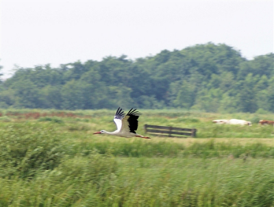2 ooievaars waren aan het foerageren, waarna ze opvlogen. Alhoewel ik nog onervaren ben met vogelfotografie, vond ik deze compositie wel redelijk geslaagd.