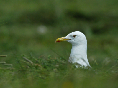 Deze zat in een net gemaaid veld.