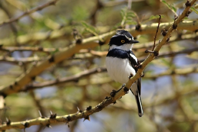 Soms val je op mooie ogen.
Ik ben benieuwd of iemand de naam van dit vogeltje kent.
Het lijkt op de Batis Orientalis, maar is het denk ik niet.
Het zat aan de rand van een open veld.