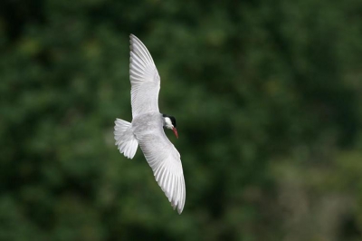 Vorige foto heb ik verwijderd. Omdat er iets misgelopen was bij het verkleinen van de foto...
Beestjes vliegen snel !
Dus dit is dan mijn eerste foto op Birdpix.