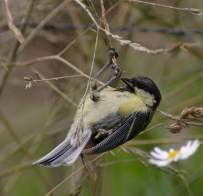 Deze koolmees deed wel heel veel moeite om wat zaadjes te pakken. Ik dacht eigenlijk dat ze in deze tijd alleen insecten aten.