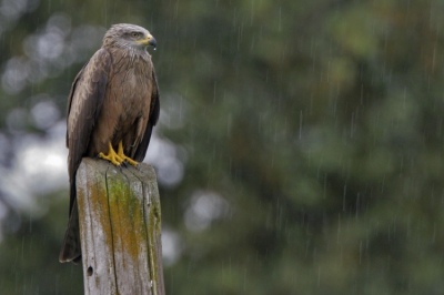 Zielig in de regen en te nat om weg te vliegen