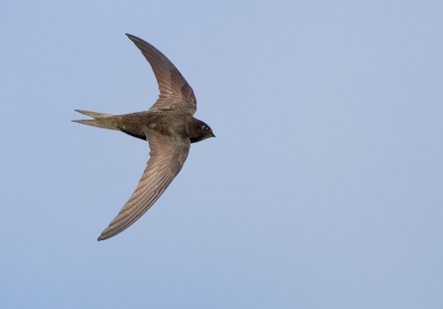 Als een soort sport en oefening vermaak ik mij in de zomermaanden regelmatig met het fotograferen van over de tuin langsrazende Gierzwaluwen. Mijn 600mm uit de hand is hiervoor eigenlijk te zwaar en lomp maar ach je, krijgt er spierballen van. Een snellere 1DII in plaats van een 10D zou ook vast geholpen hebben. De meeste foto's zijn dan ook niet scherp of te klein maar over een enkele ben ik toch wel tevreden. Dit seizoen maar weer verder oefenen op deze schitterende soort maar dan met een kleinere lens en/of een wimberley.  Eos10D 1/4000s f/5.0 at 600.0mm iso400, raw, 20-30% crop.