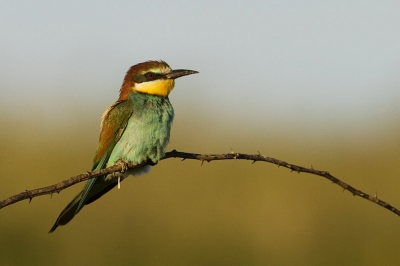 Gezien de vreemde liefhebberij op birdpix voor schijtende vogels, hierbij volgens mij de eerste schijtende bijeneter.

Wat een bescheiden vogeltjes he ;)