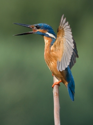Eindelijk weer eens wat foto's gemaakt. Deze ijsvogel reageerde op een tweede vogel in de buurt.
1/250 F10 -1/3 stop iso 200